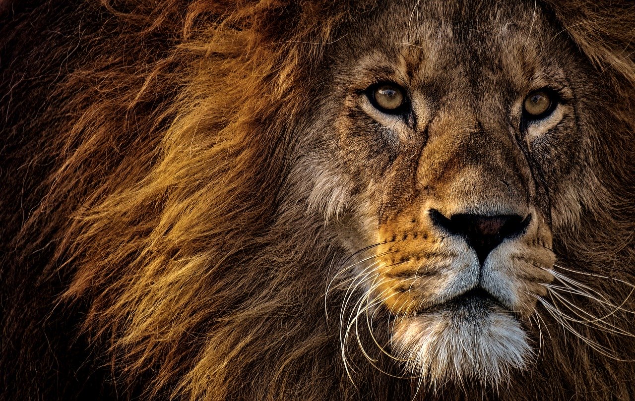Imagen de la cara de un impresionante león