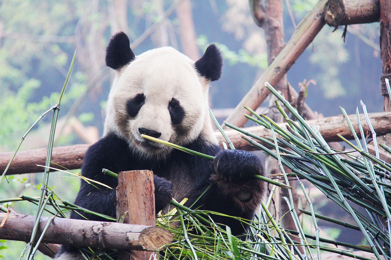 Imagen de un Oso panda