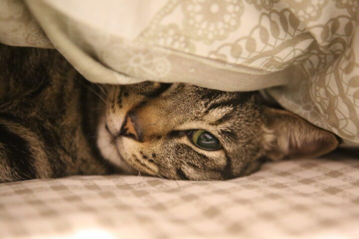 Gato mirándonos desde debajo de las sábanas