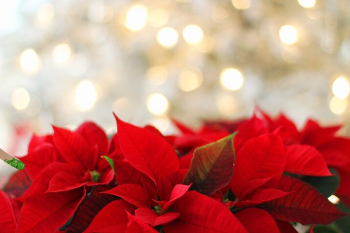 Poinsettia, Flor de Pascua, imagen de navidad